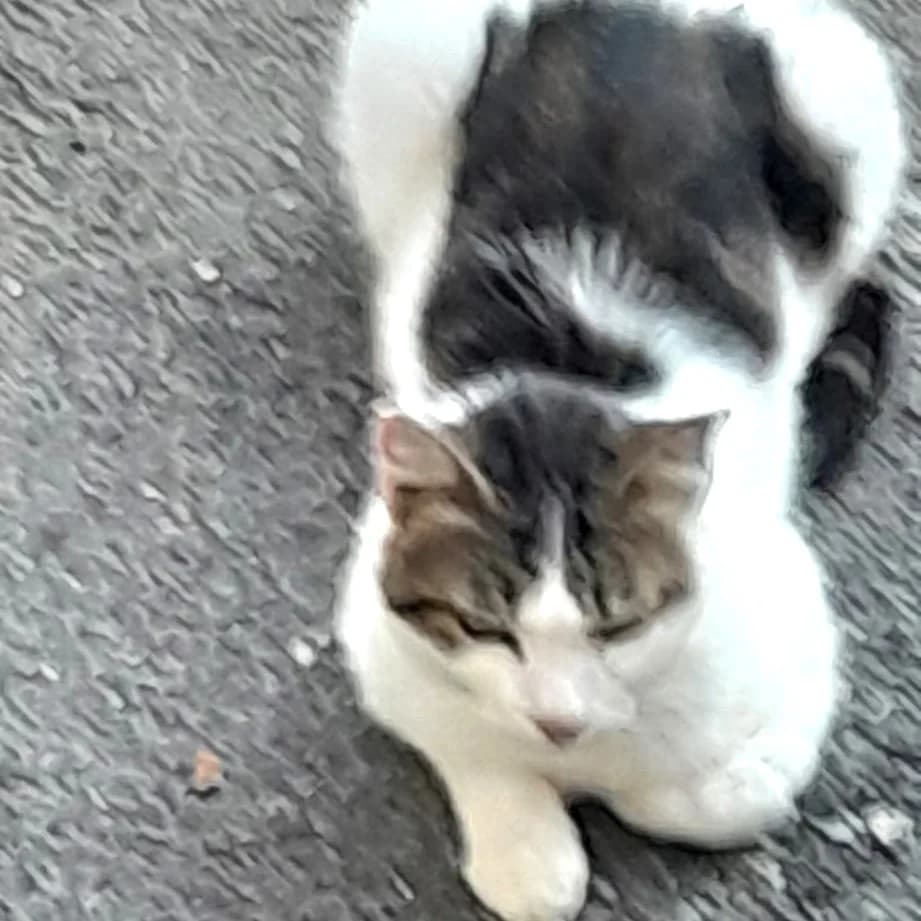 Blanquette, female 6yo Mixed Breed for adoption at Chats Libres Nîmes