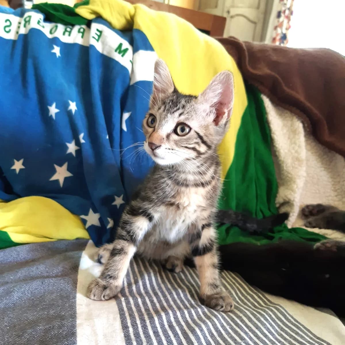 Brad, Mixed Breed for adoption at Chats Libres Nîmes