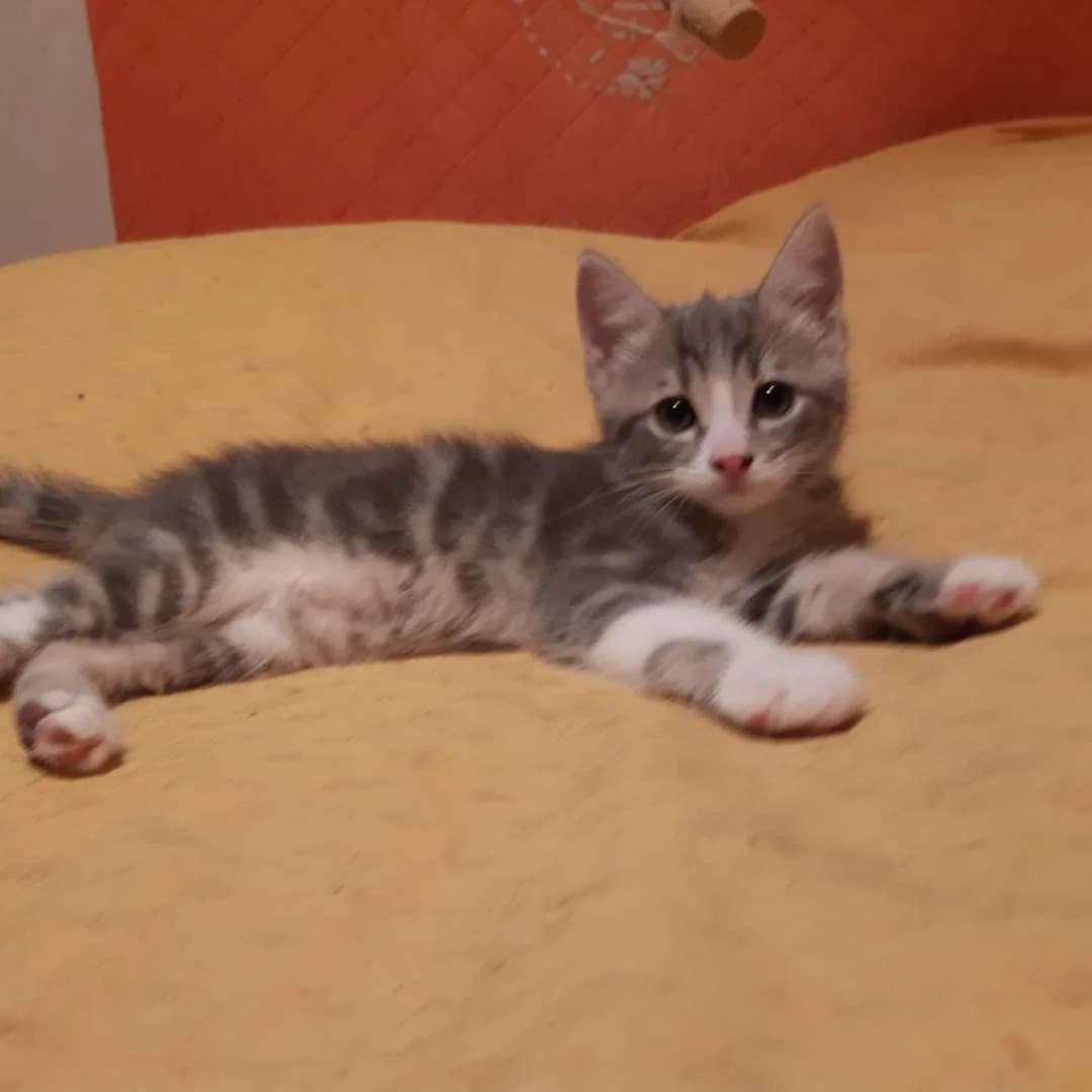 Brett, Mixed Breed for adoption at Chats Libres Nîmes
