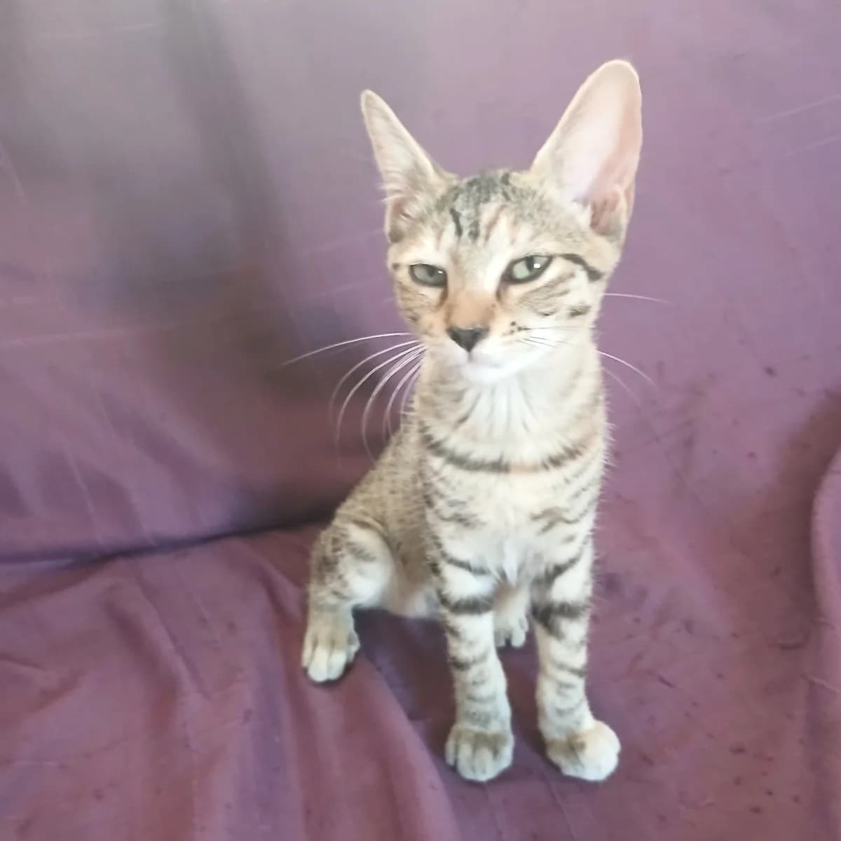 Brindille, female Mixed Breed for adoption at Chats Libres Nîmes