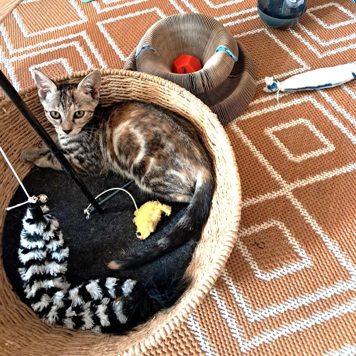 Brownie, female Mixed Breed for adoption at Chats Libres Nîmes