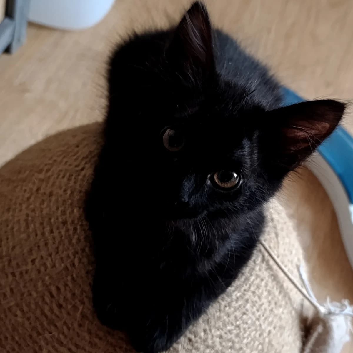 Buffala, female Mixed Breed for adoption at Chats Libres Nîmes