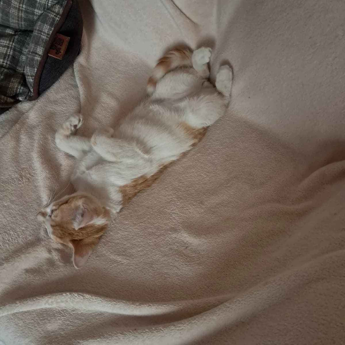 Buster, Mixed Breed for adoption at Chats Libres Nîmes