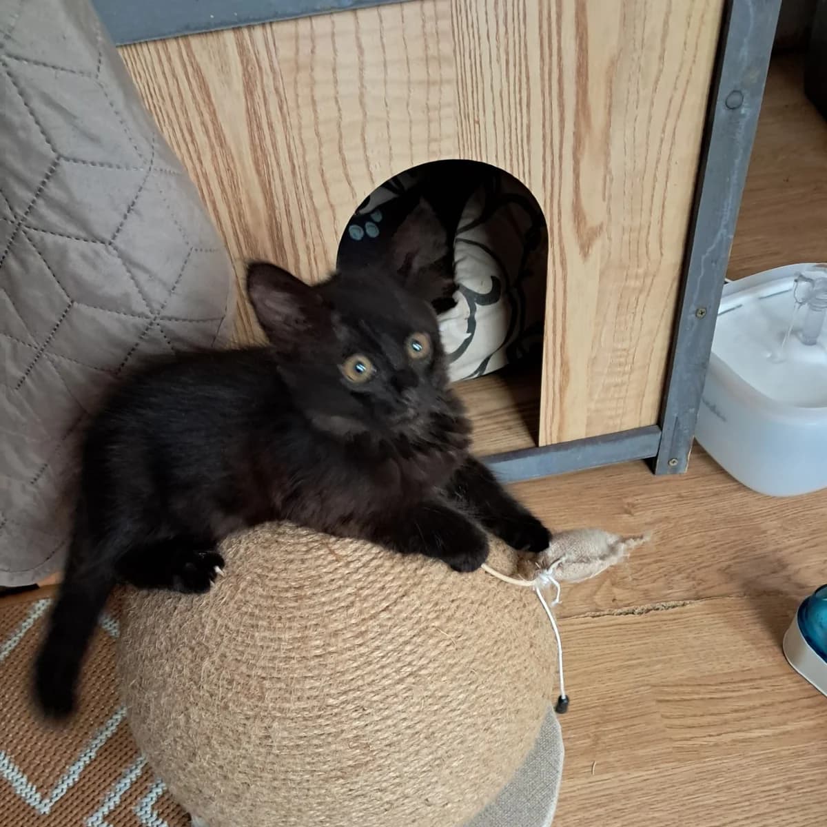 Buzz, Mixed Breed for adoption at Chats Libres Nîmes