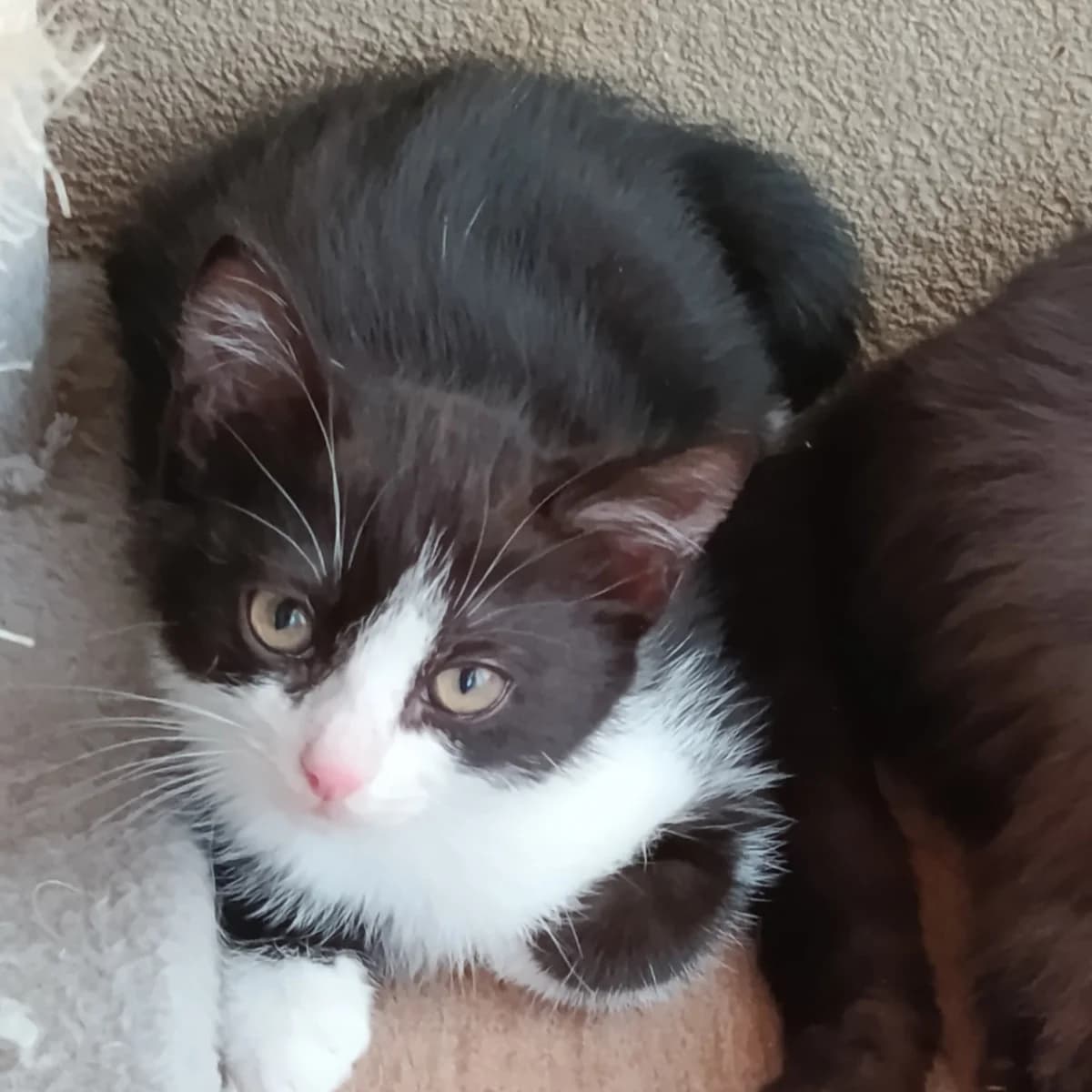 Cachou, Mixed Breed for adoption at Chats Libres Nîmes