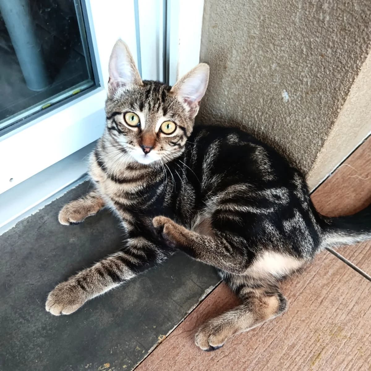 Câlinette, female Mixed Breed for adoption at Chats Libres Nîmes