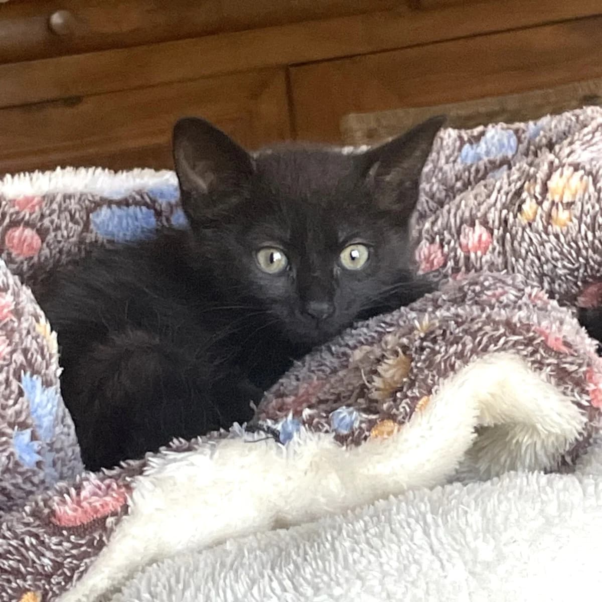 Camélia, Mixed Breed for adoption at Chats Libres Nîmes
