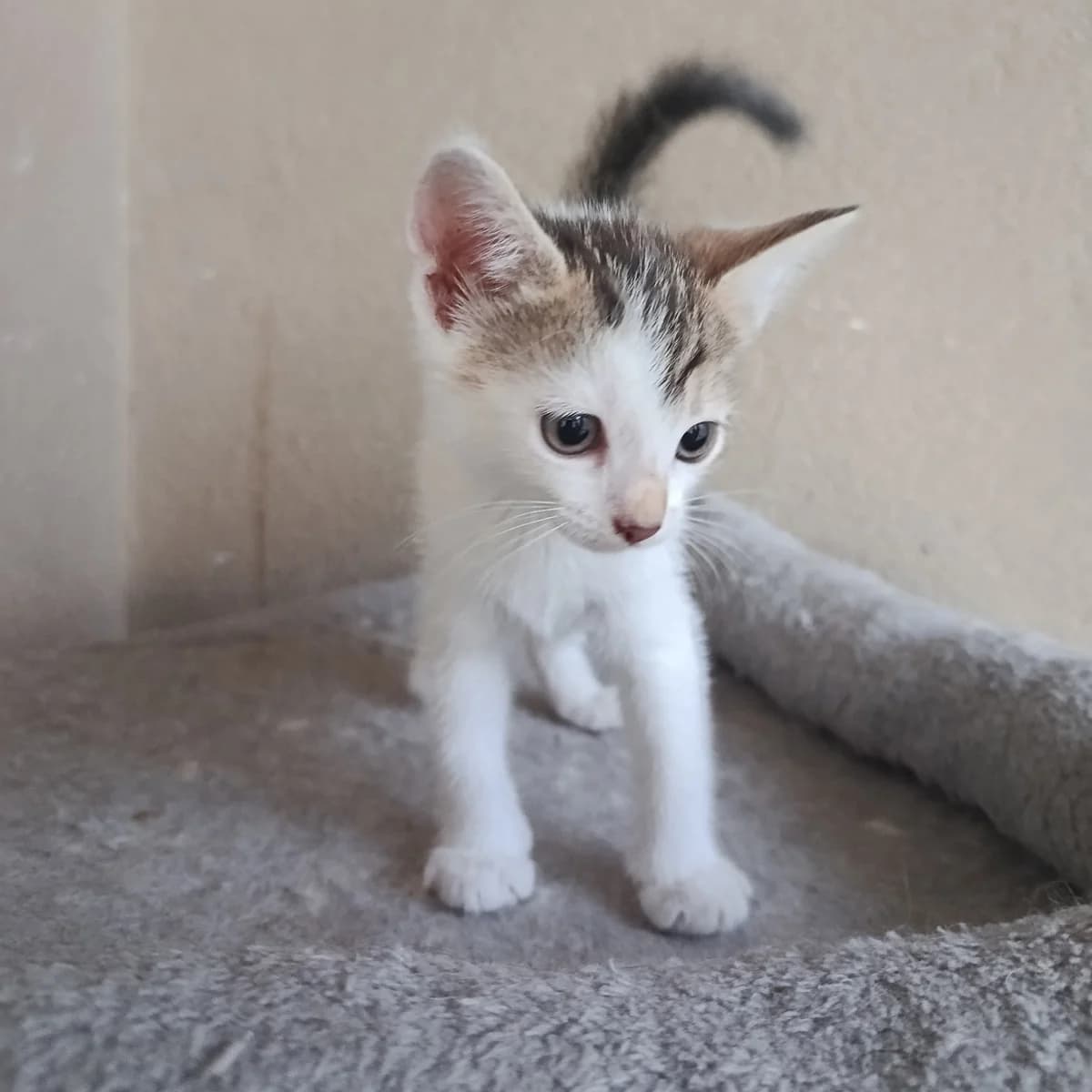 Candy, female Mixed Breed for adoption at Chats Libres Nîmes