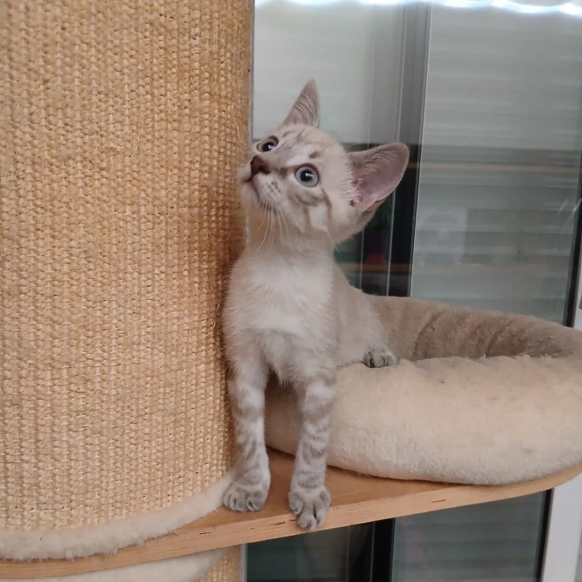 Capucine, female Mixed Breed for adoption at Chats Libres Nîmes