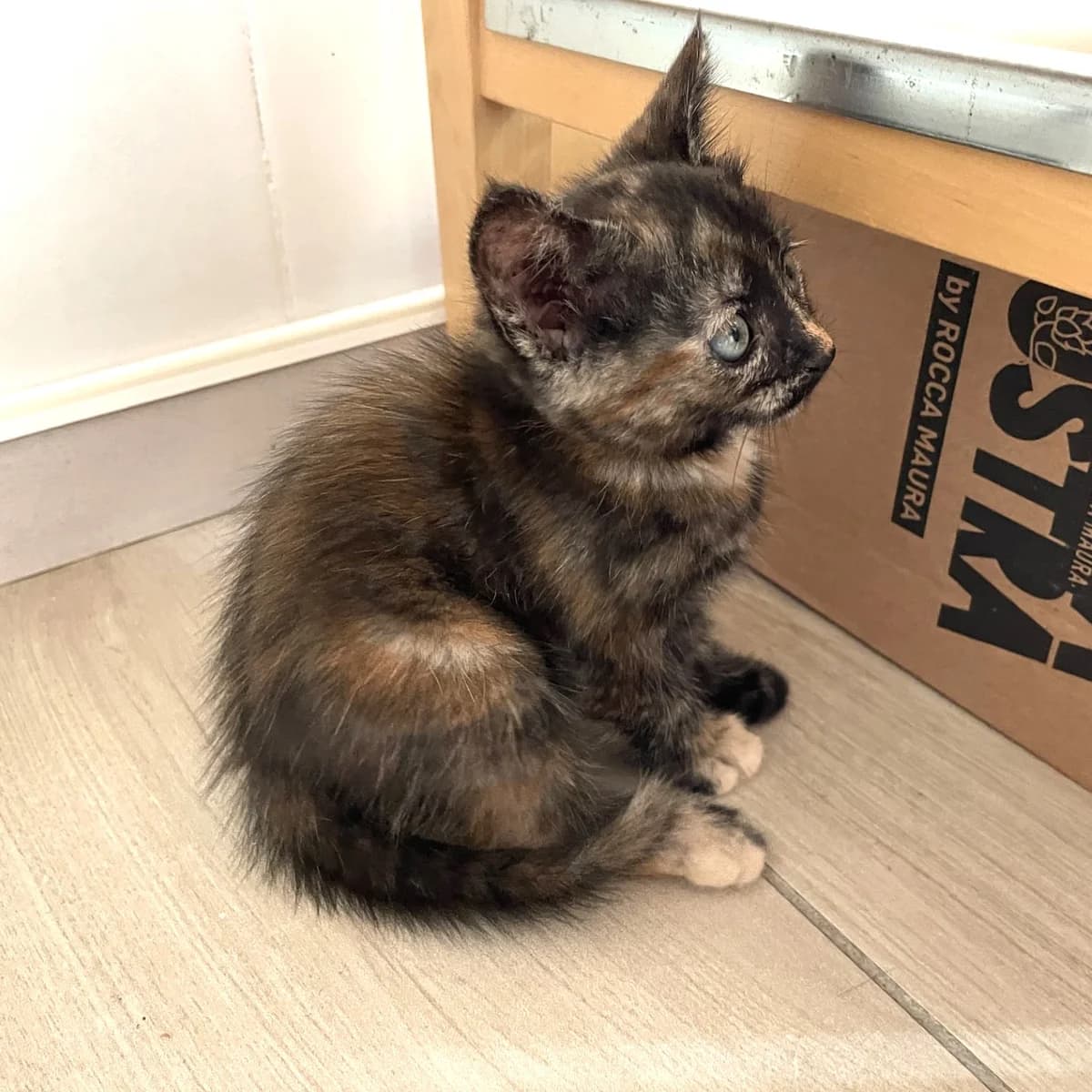 Capucine, female Mixed Breed for adoption at Chats Libres Nîmes