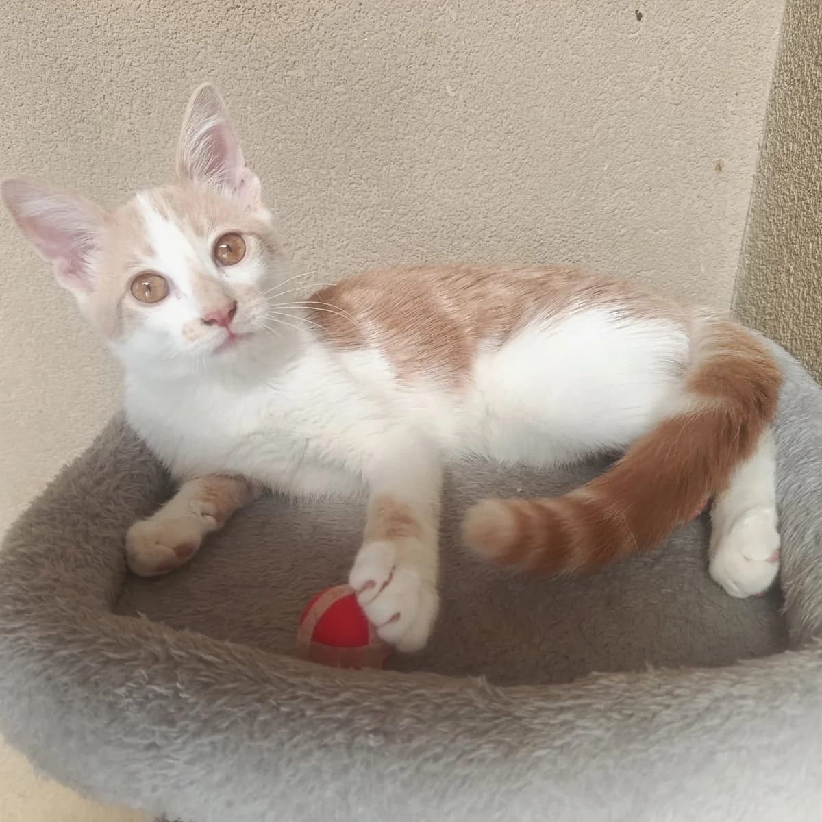 Caramel, puppy Mixed Breed for adoption at Les Chats Libres de Nîmes Agglo, les chats libres de nimes agglo