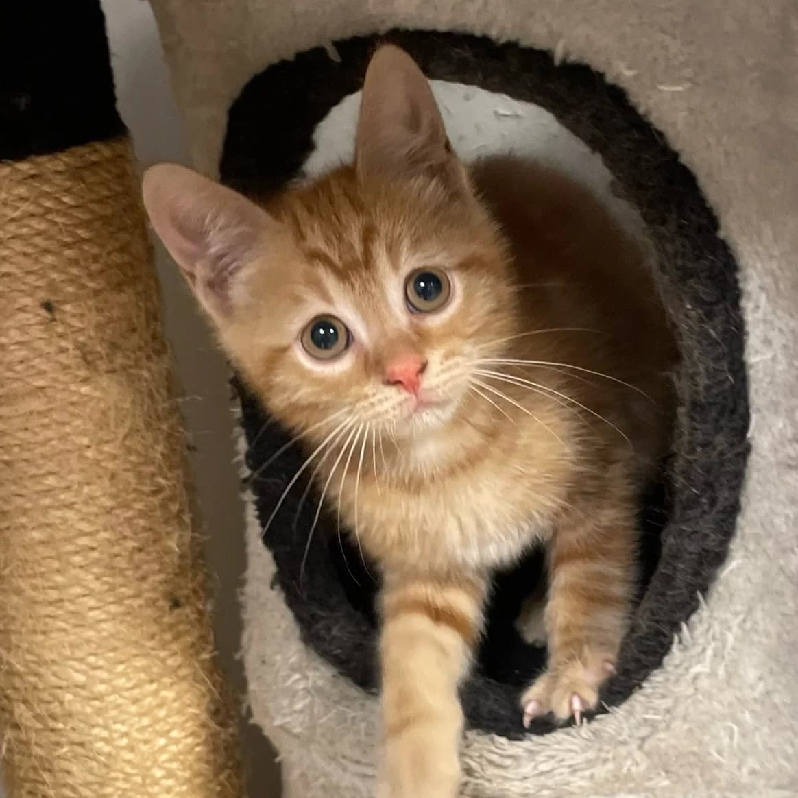 Carl, Mixed Breed for adoption at Chats Libres Nîmes