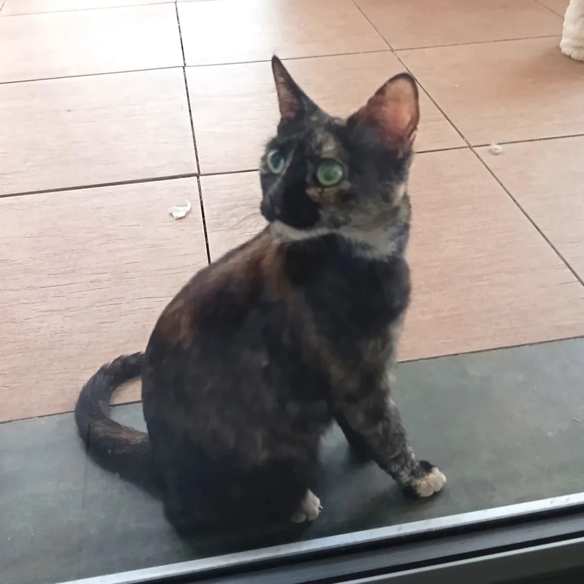 Chanel, young Mixed Breed for adoption at Chats Libres Nîmes