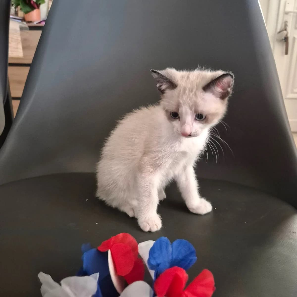 Chocolat, Mixed Breed for adoption at Chats Libres Nîmes