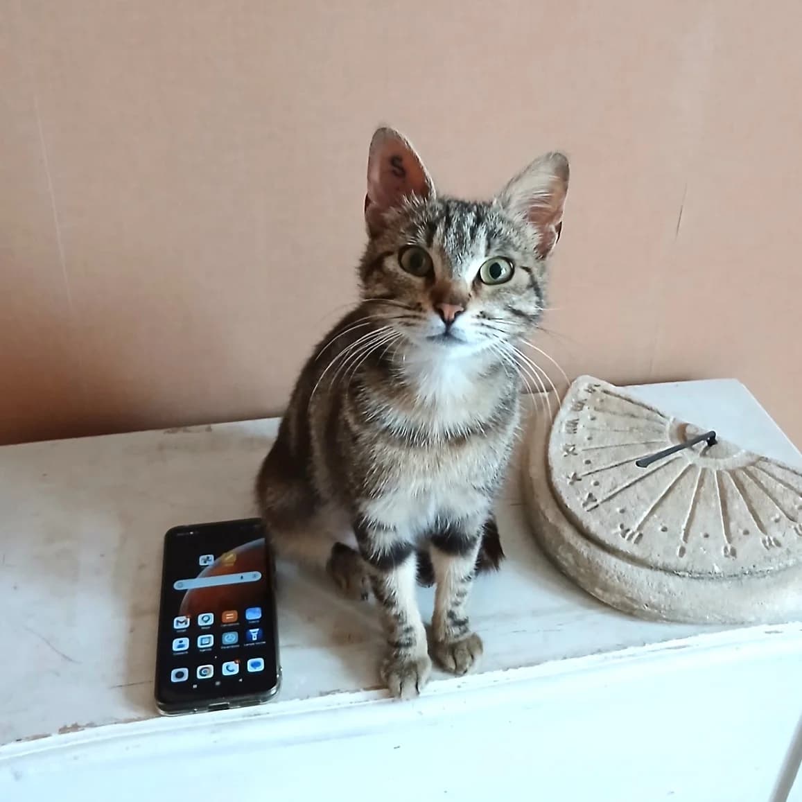 Choupette, female Mixed Breed for adoption at Chats Libres Nîmes