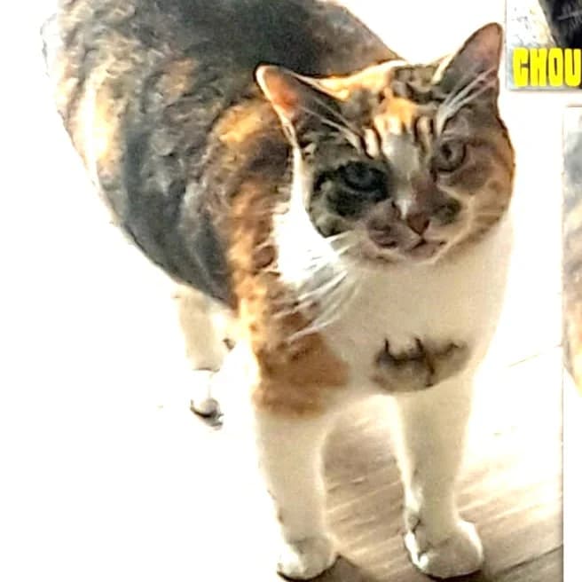 Choupette, female 6yo Mixed Breed for adoption at Chats Libres Nîmes