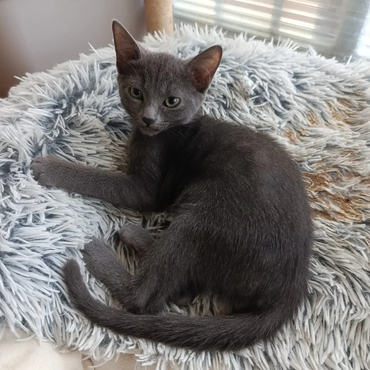 Clovisse, female Mixed Breed for adoption at Chats Libres Nîmes