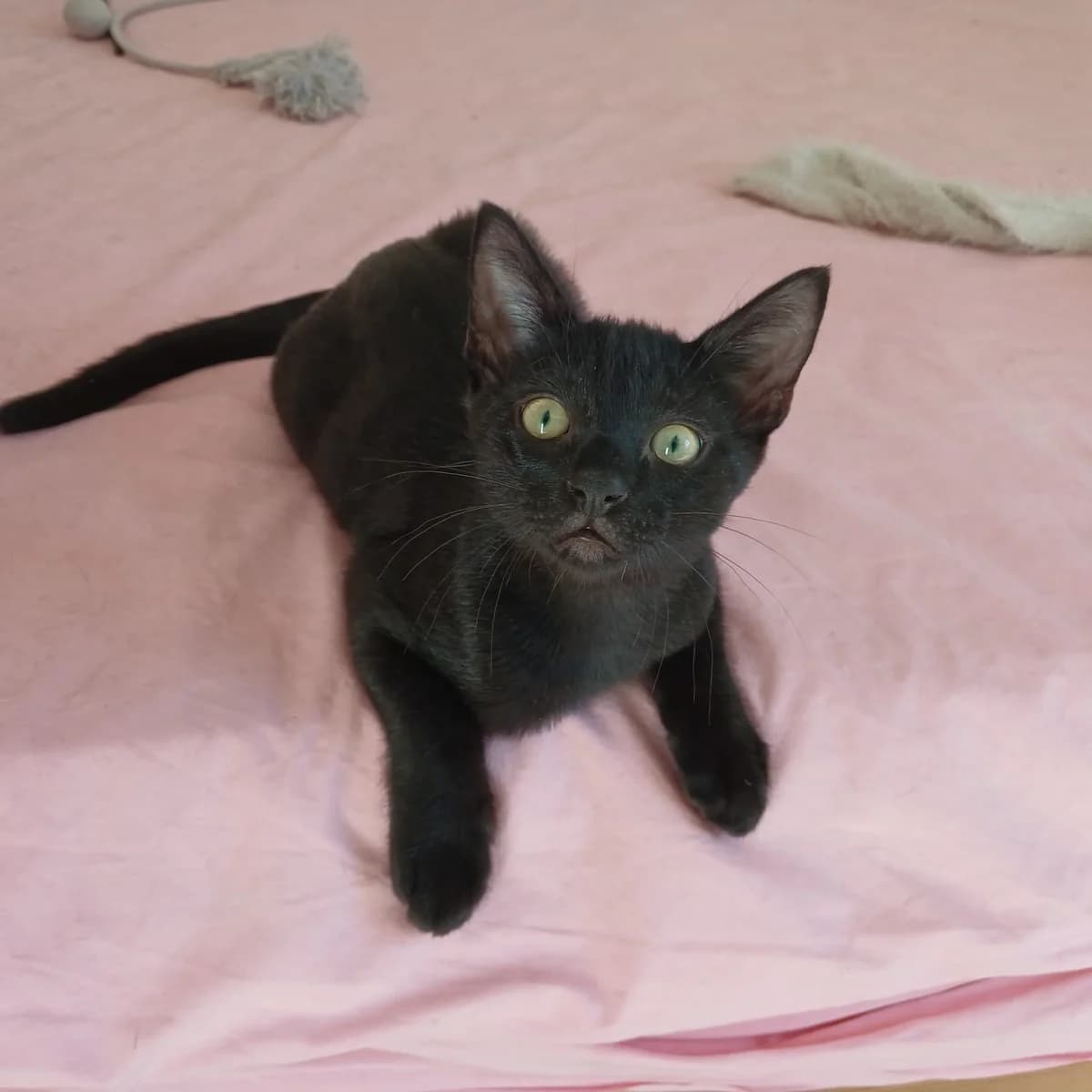Daisy, female Mixed Breed for adoption at Chats Libres Nîmes