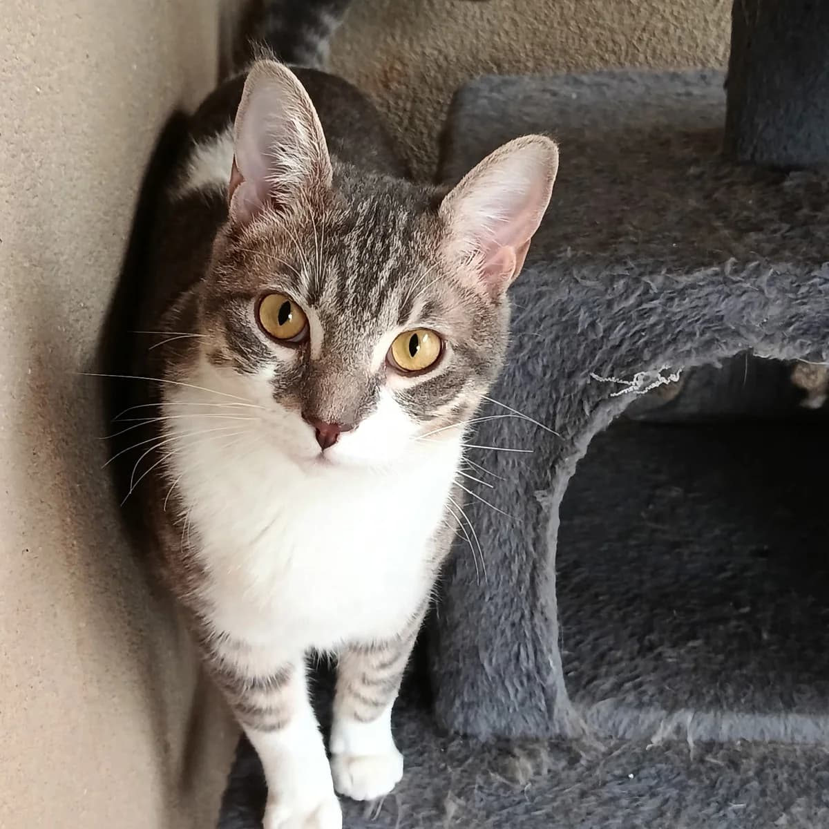 Django, female Mixed Breed for adoption at Chats Libres Nîmes