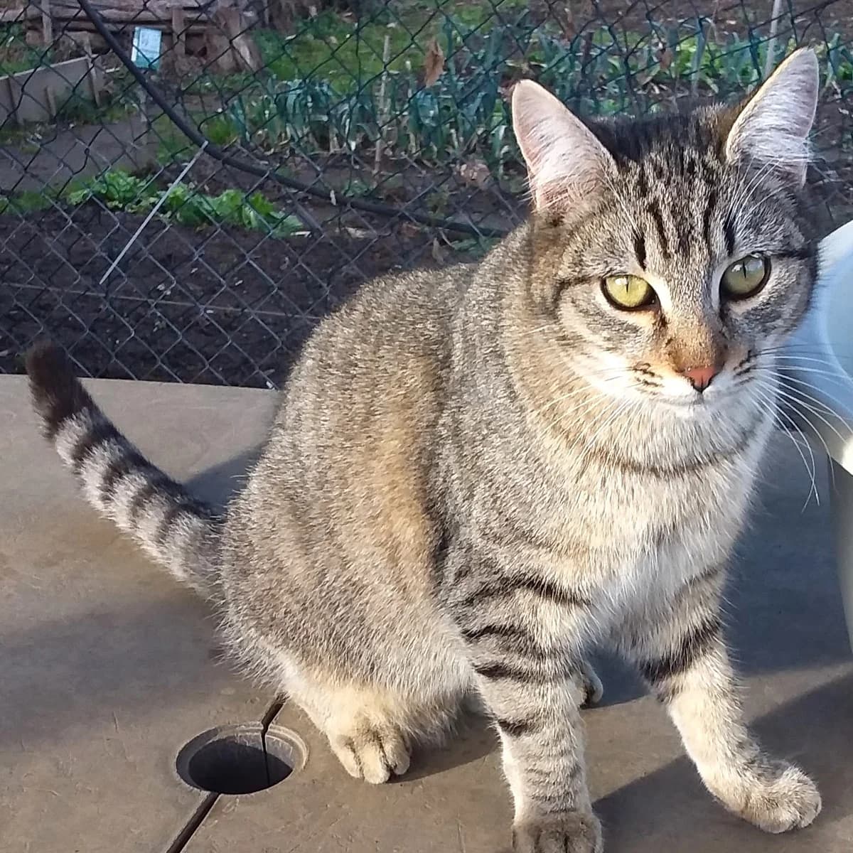 Django et Kali, male 3yo Mixed Breed for adoption at Chats Libres Nîmes