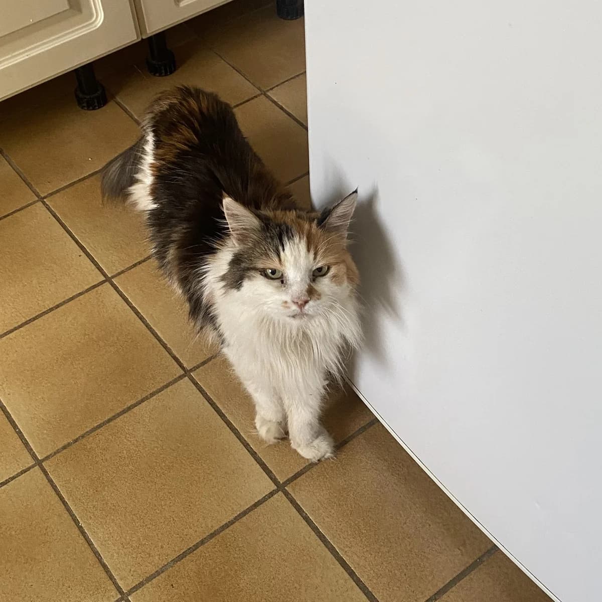 Douce, 3yo Mixed Breed for adoption at Les Chats Libres de Nîmes Agglo, les chats libres de nimes agglo