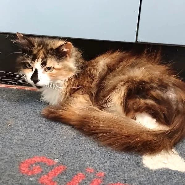 - Duchesse, female Mixed Breed for adoption at Chats Libres Nîmes