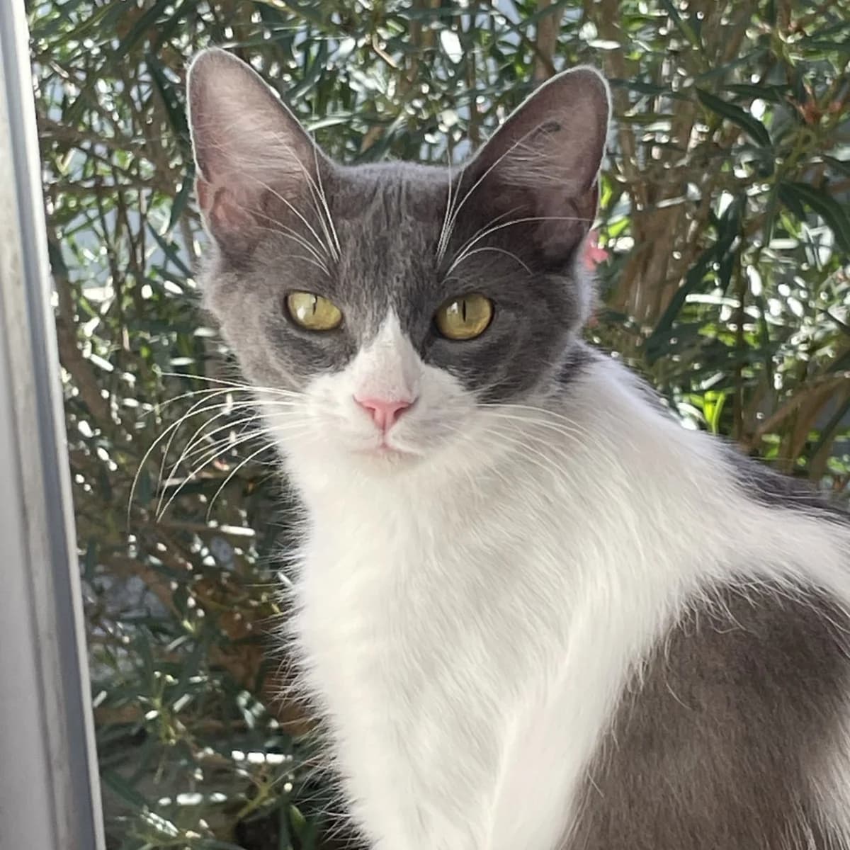 Emy, female young Mixed Breed for adoption at Chats Libres Nîmes
