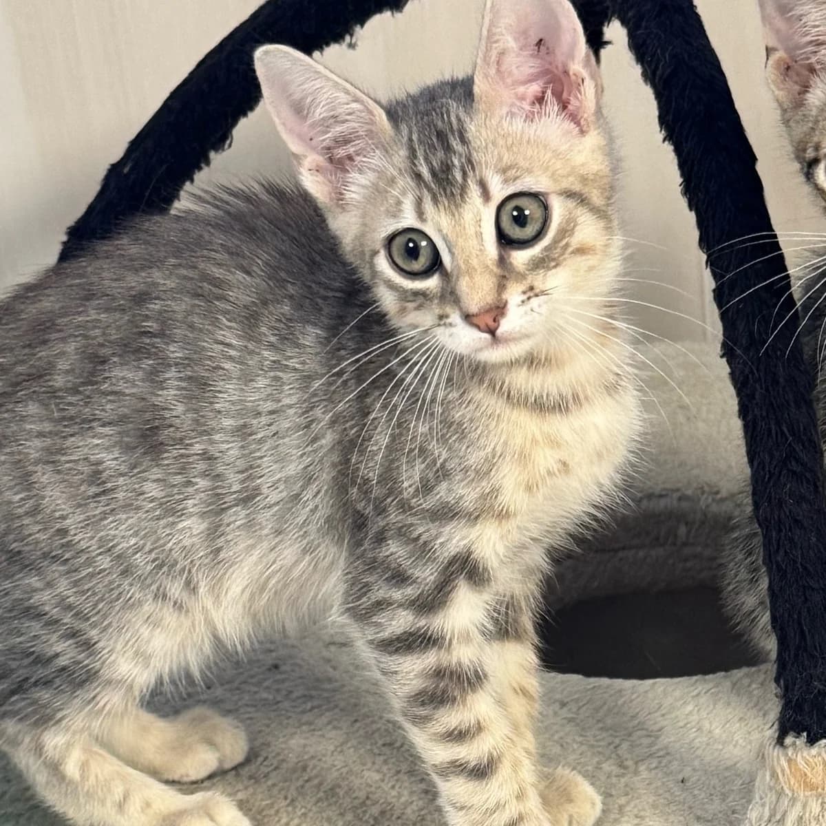 Eros, Mixed Breed for adoption at Chats Libres Nîmes