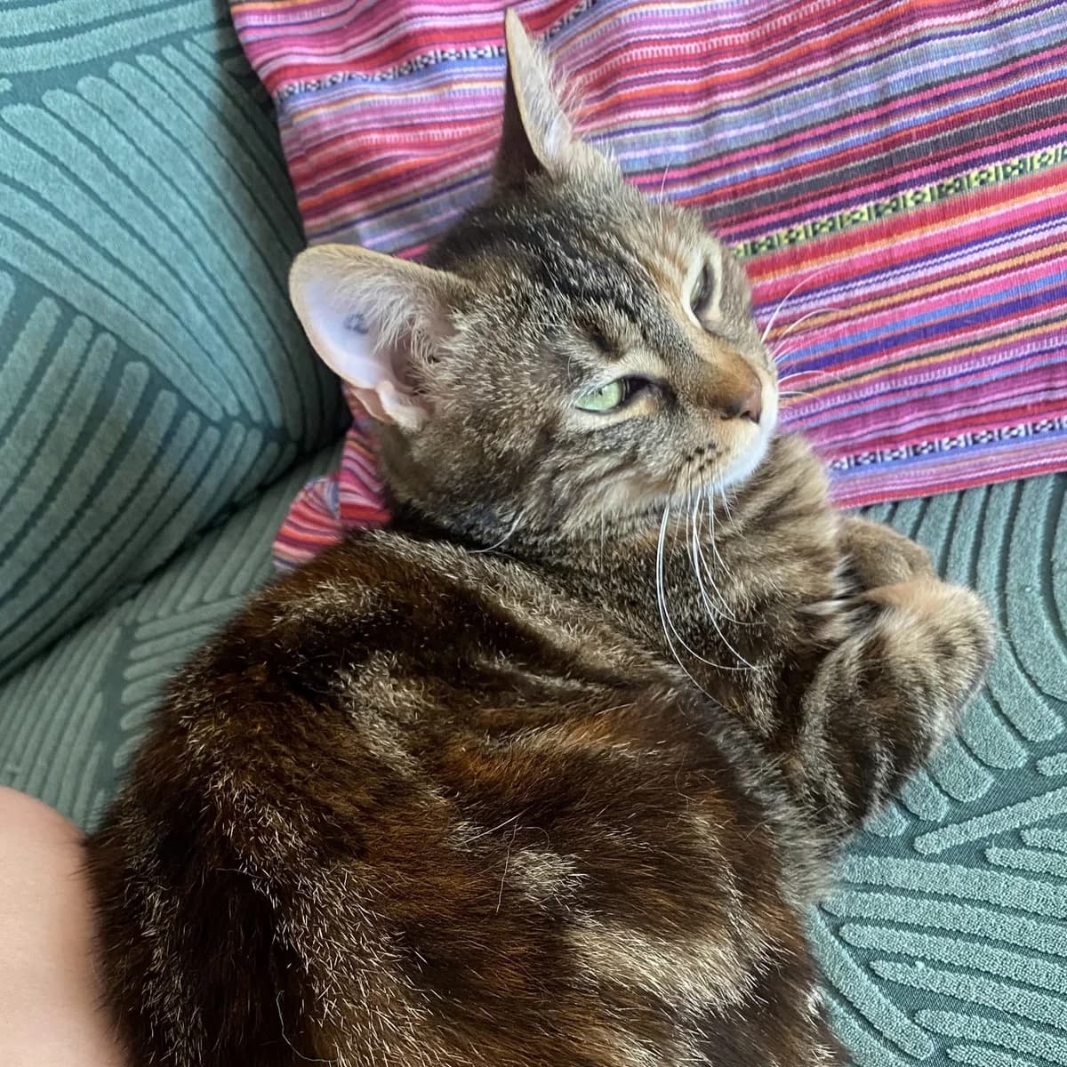 Etoile, female young Mixed Breed for adoption at Chats Libres Nîmes