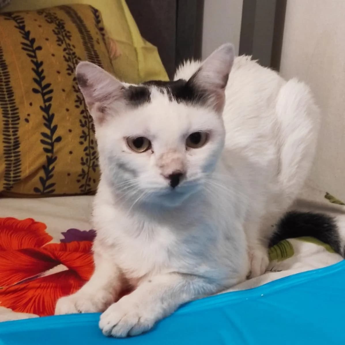 Fernando, young Mixed Breed for adoption at Chats Libres Nîmes