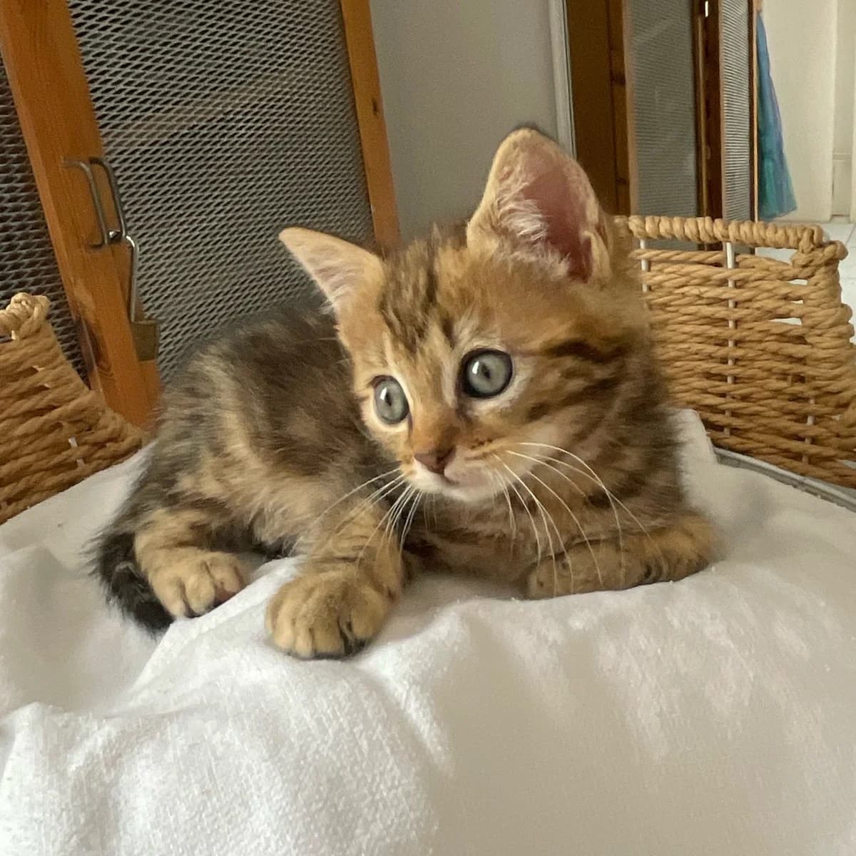 Gabrielle, female Mixed Breed for adoption at Chats Libres Nîmes