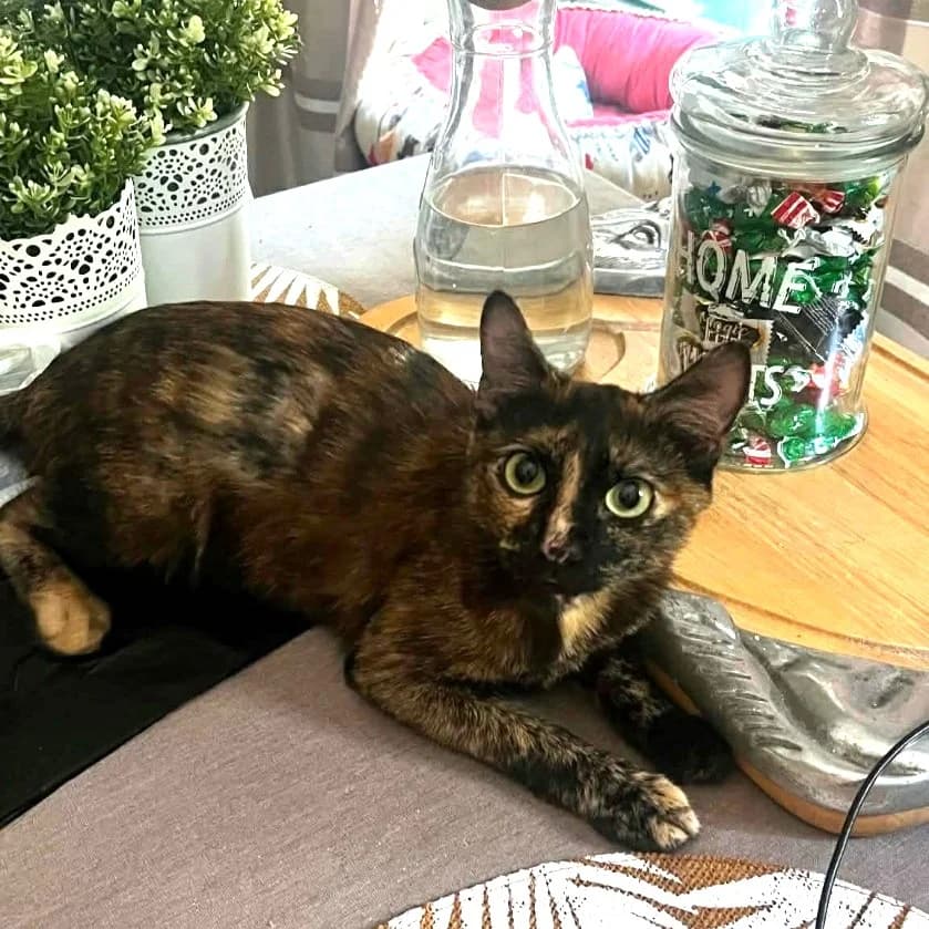 Gatine, female Mixed Breed for adoption at Chats Libres Nîmes