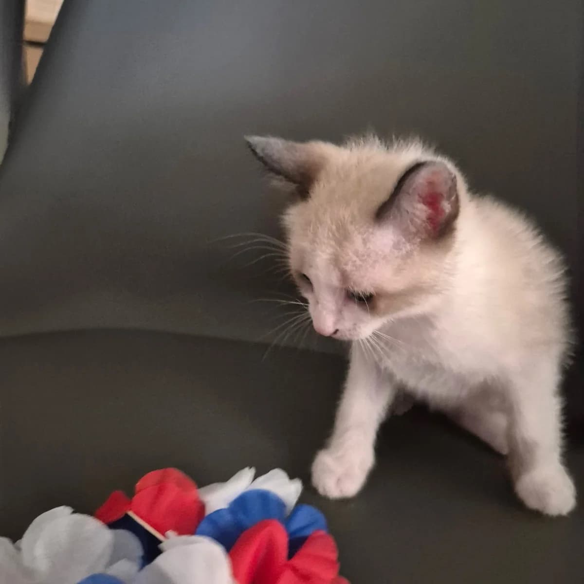 Gribouille, Mixed Breed for adoption at Chats Libres Nîmes