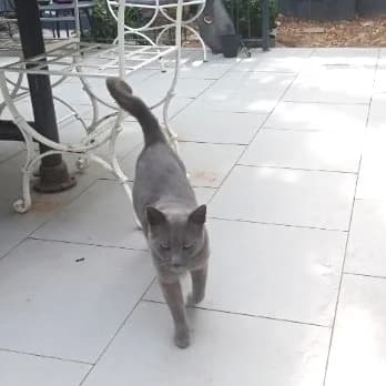 Gribouille, 5yo Mixed Breed for adoption at Chats Libres Nîmes