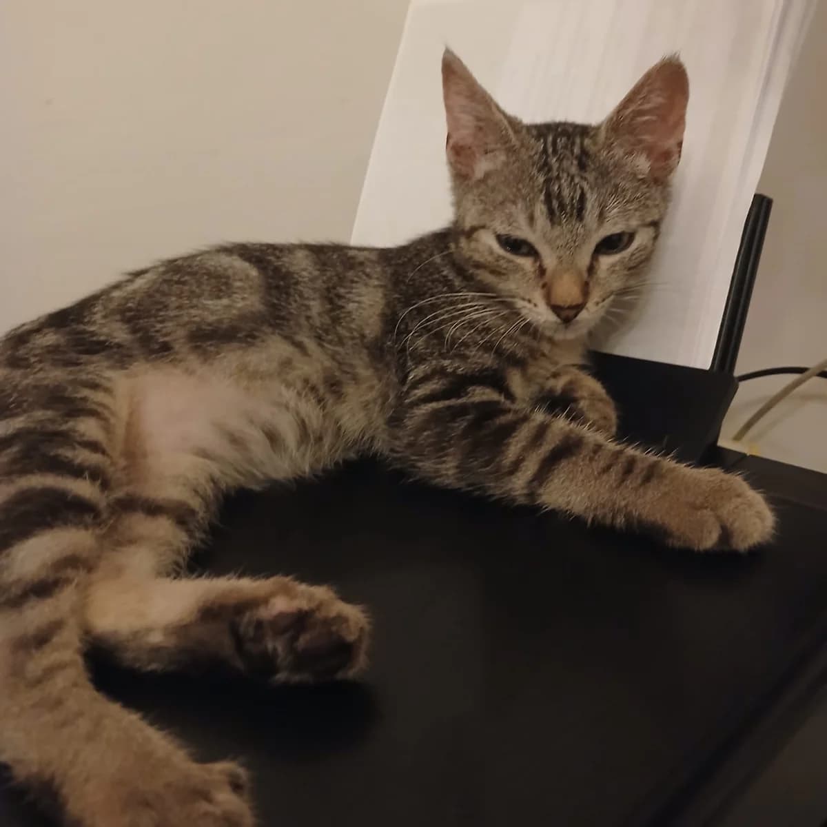 Grisette, female Mixed Breed for adoption at Chats Libres Nîmes