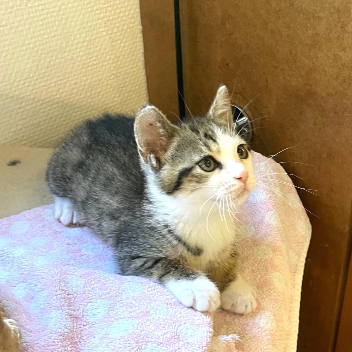 Guizmo, Mixed Breed for adoption at Chats Libres Nîmes