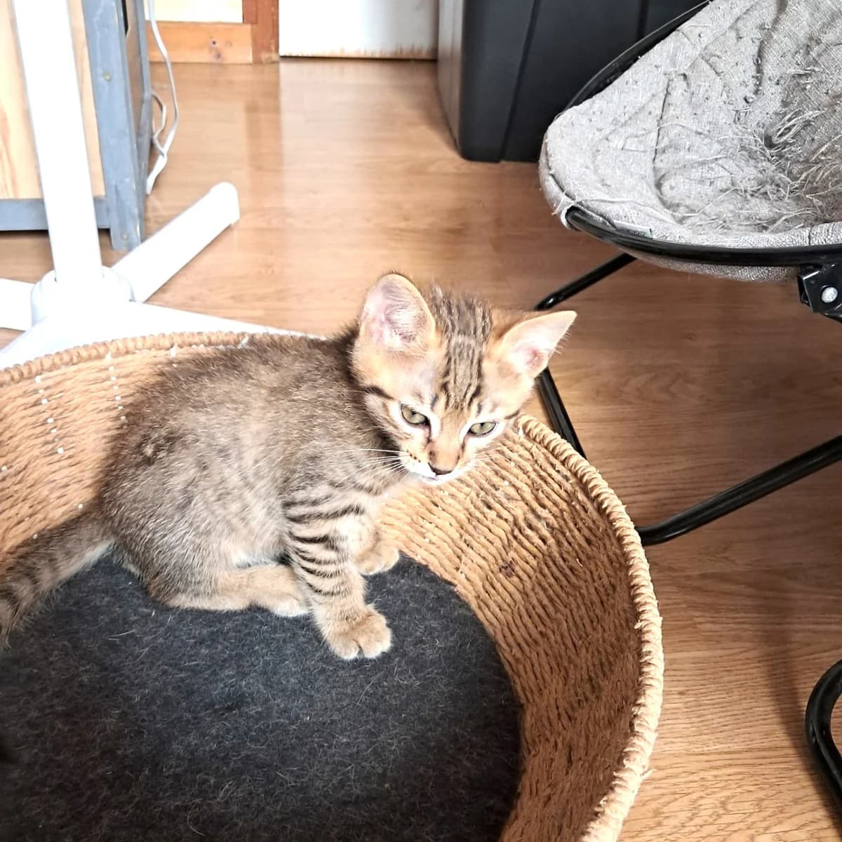 Haribo, Mixed Breed for adoption at Chats Libres Nîmes