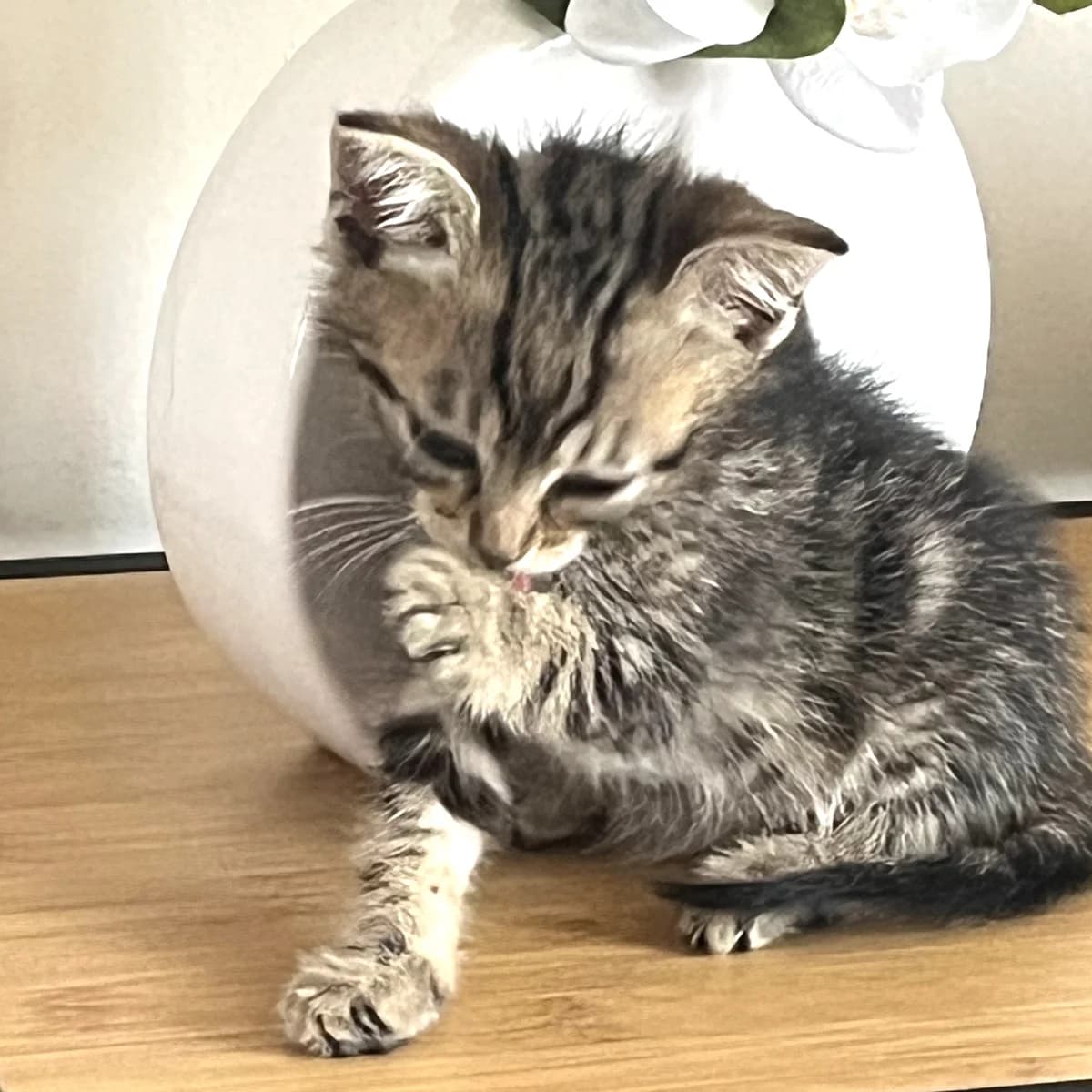 Hélium, Mixed Breed for adoption at Chats Libres Nîmes