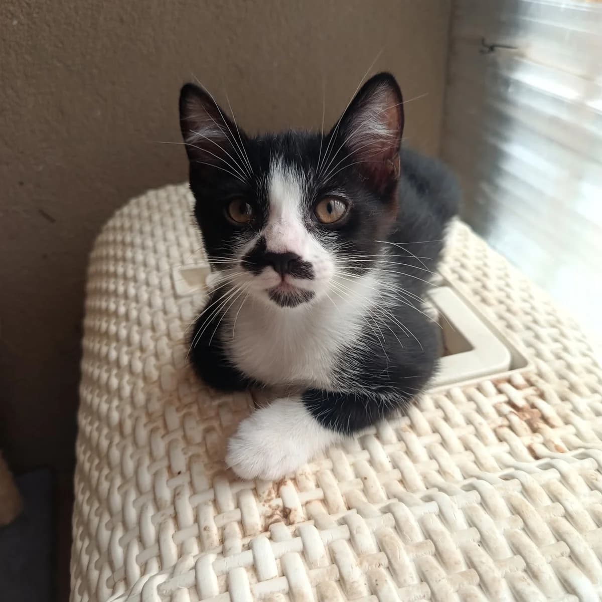 Hercule, female Mixed Breed for adoption at Chats Libres Nîmes