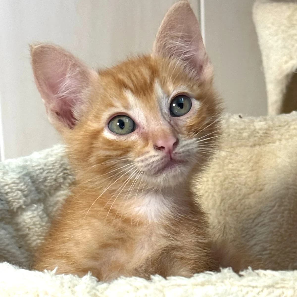 Honey, Mixed Breed for adoption at Chats Libres Nîmes