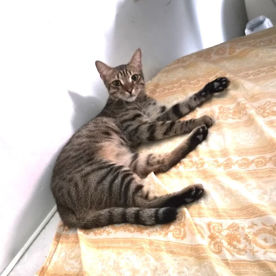 Thanos, female 3yo Mixed Breed for adoption at Chats Libres Nîmes