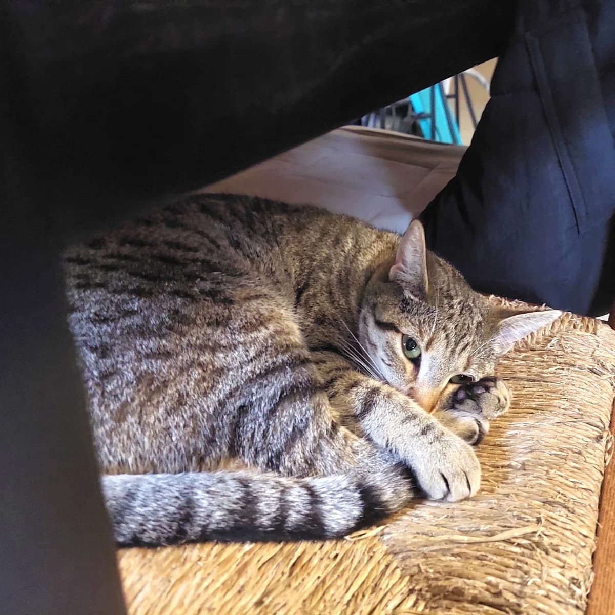 Jiji, female young Mixed Breed for adoption at Chats Libres Nîmes