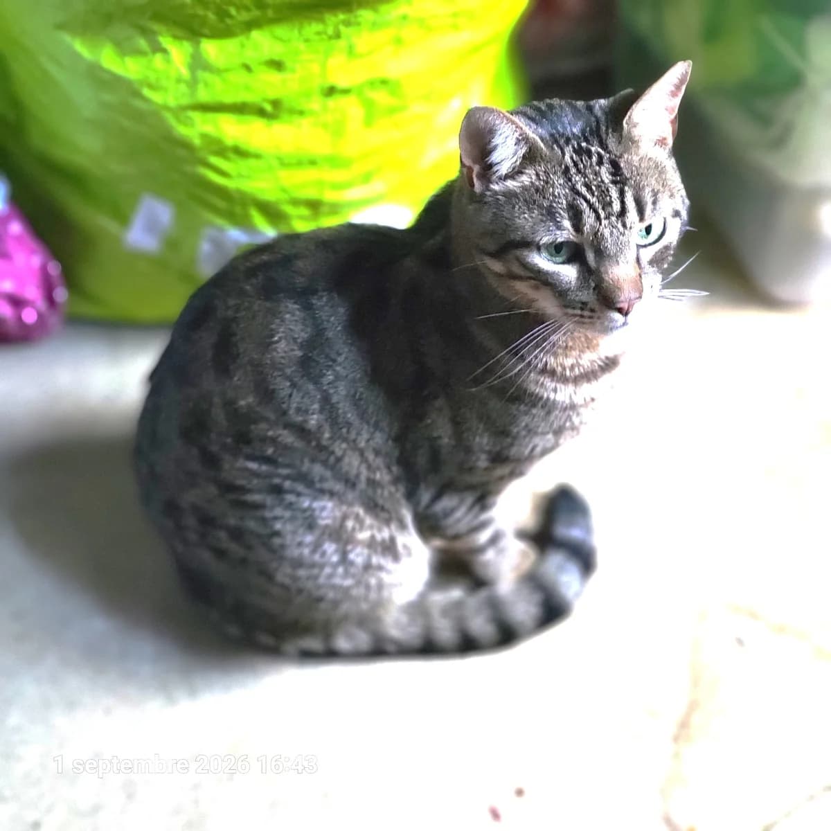 Jim, female 4yo Mixed Breed for adoption at Chats Libres Nîmes