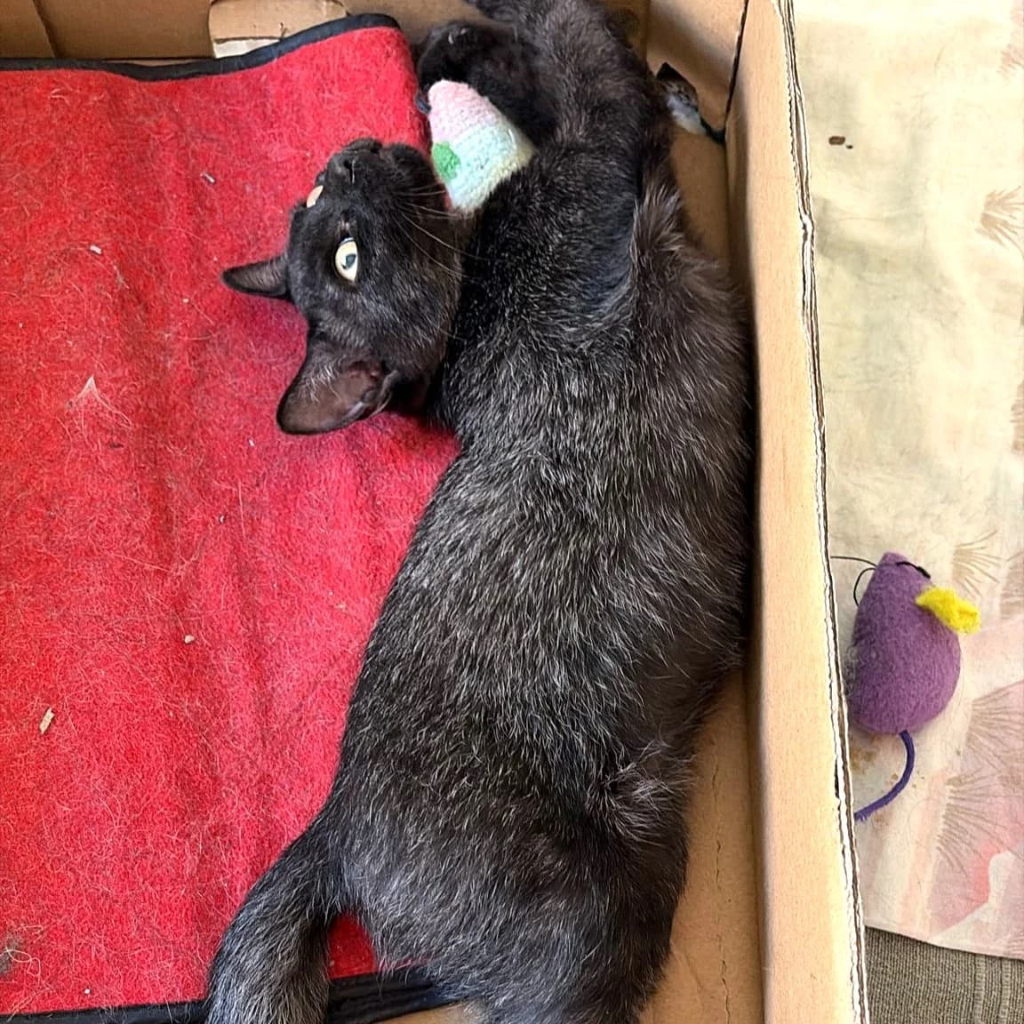 Jimmy, Mixed Breed for adoption at Chats Libres Nîmes