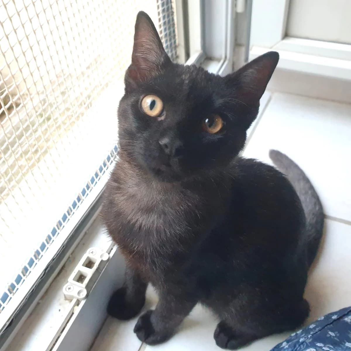 Jimmy, Mixed Breed for adoption at Chats Libres Nîmes