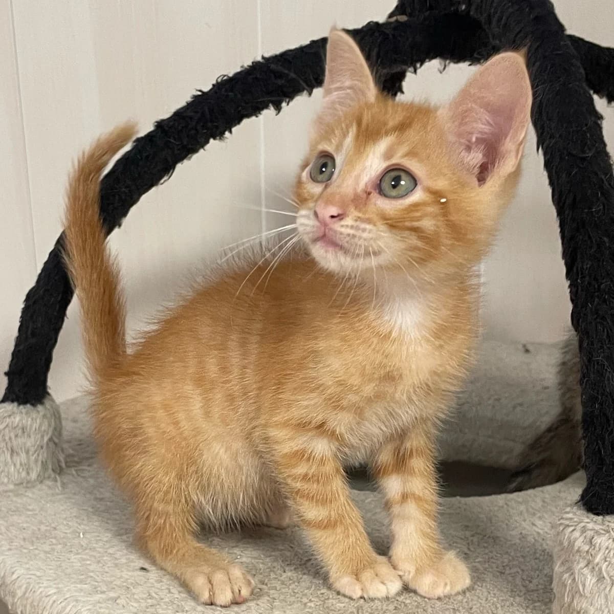 Jimmy, Mixed Breed for adoption at Chats Libres Nîmes
