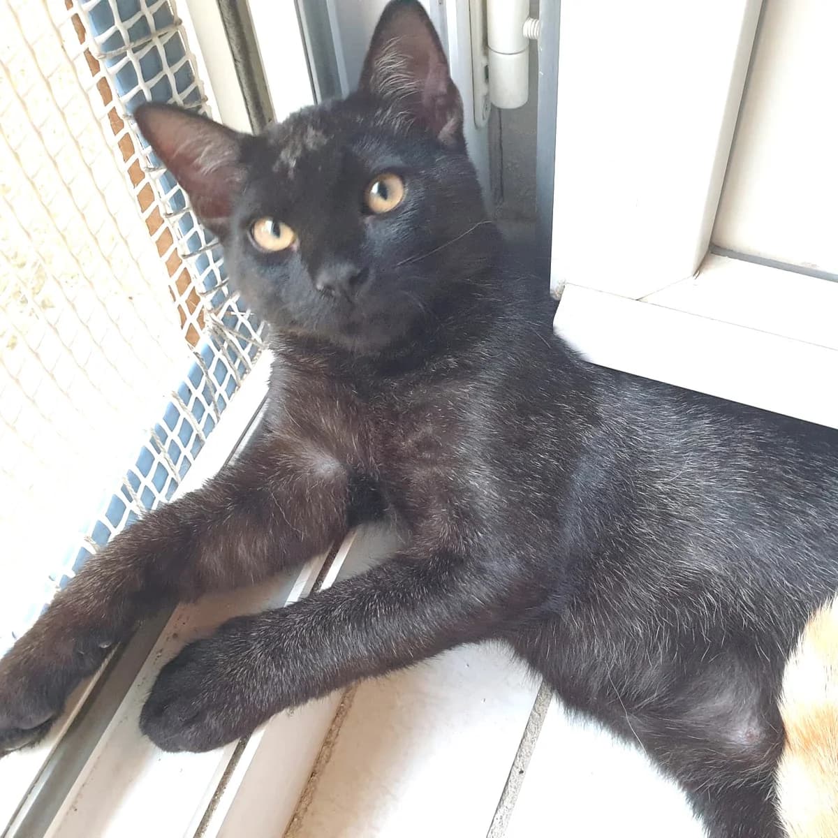 Jimmy, female Mixed Breed for adoption at Chats Libres Nîmes