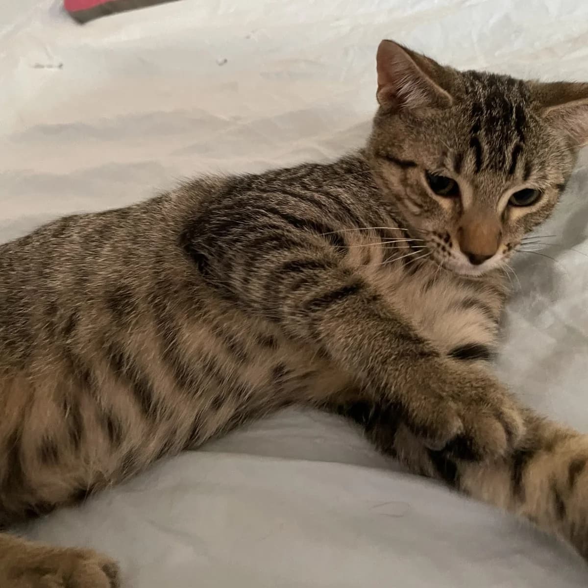 Jok, Mixed Breed for adoption at Chats Libres Nîmes