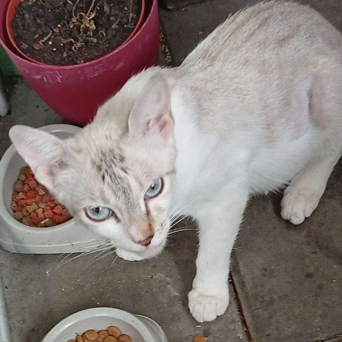 Joly, female young Mixed Breed for adoption at Chats Libres Nîmes