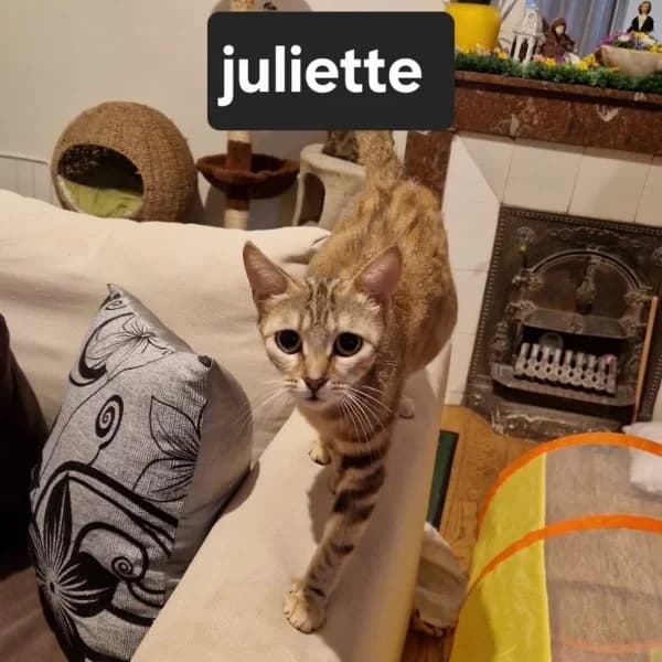 Juliette, young Mixed Breed for adoption at Chats Libres Nîmes